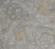 Patte de chat