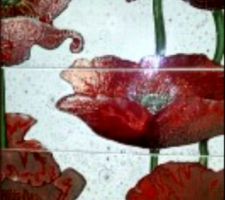 Les coquelicots de la douche