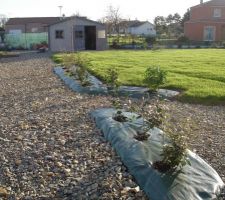 Nos premières plantations