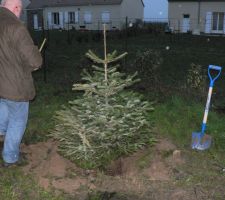 Le sapin de Noël va devenir le premier occupant du jardin, s'il survit.