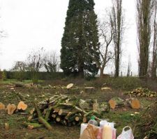 On commence a y voir plus clair nous sommes enfin les propri&eacute;taire de ce terrain . il reste encore les peupliers du bout a abattres cela vient bon.