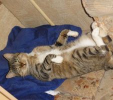 Pendant tout ça, d'autre vive tranquille dans le mobil home!