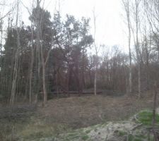 Arbre de déraciné pendant la tempête