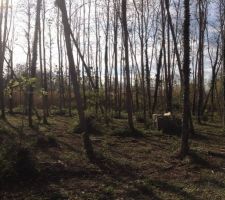 Voila le terrain nettoy&eacute; mais &agrave; d&eacute;boiser et dessoucher!