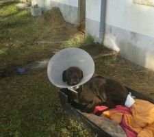 Le chien de travaux