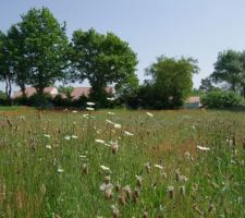 Notre beau terrain avant le terrassement