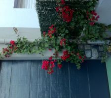 Bougainvillier en fleur