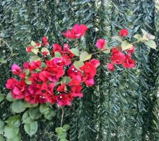 Bougainvillier en fleur