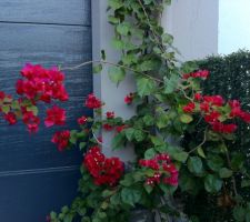 Bougainvillier en fleur