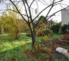 Vue depuis le fond du terrain