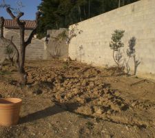 C'est l'espace qui sera réservé au potager où il y a déjà des arbres fruitiers et des olivers.