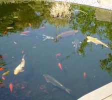 Le jardin de papy et mamy