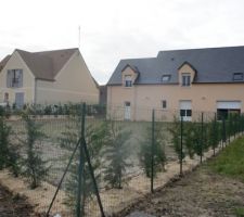 Jardin arrière : pelouse qui commence à lever, haie de cyprès côté rue et chemin, haie champêtre arbustive côté voisin