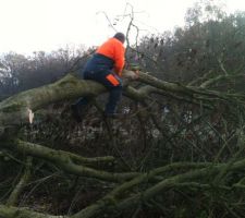 La decoupe de l'arbre