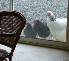 Nos poules viennent se renseigner sur l'avancement du projet... elles attendent impatiemment un plus grand poulailler qui leur a été promis