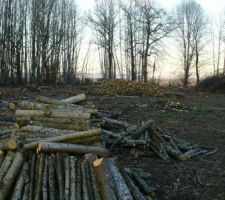 Vue au nord : le défrichage, c'est parti!