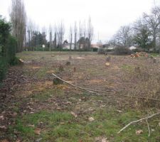 Après l'abattage des arbres