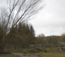 Un arbre de plus qui tombe !