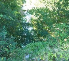 Ruisseau courant le long du terrain