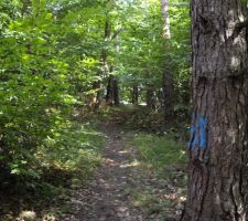 Et voilà le terrain avant l'élagage. Et oui, c'est une vraie forêt !