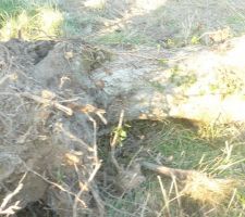 Les fameuses souches