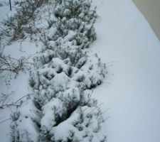 Neige le 05/02/2012.
