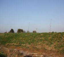 Les arbres plantés par le lotisseur sur notre butte. Ils ont déjà bien grandi depuis l'achat du terrain.