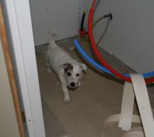 Athos veille au grain... dans les WC de l'entrée