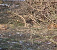 Un couple de renard, preuve que c'est bien calme chez nous...