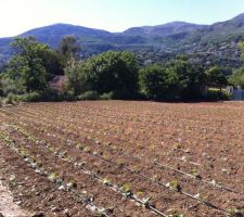 Expo Sud-Ouest, vue sur le village de Tourrettes Sur Loup. Culture de courgettes, tomates...en attendant le béton !
