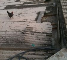 Kirikou le coq inspecteur des travaux
