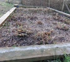 2ème bac du Jardin d'assainissement (phyto épuration) après faucardage