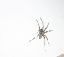 Invit&eacute; du soir...