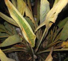 Strelitzia gelé dans le garage