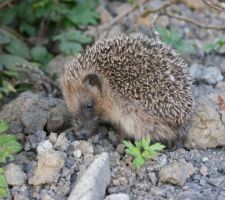 Un petit locataire sur le terrain