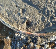 Alice laisse son empreinte...