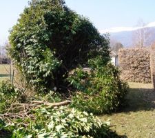 Tronçonnage des arbres