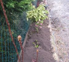 Plantes d'ombre pour cacher le bas de la haie de tuyas de la voisine 1