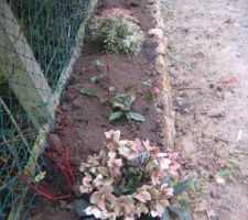 Plantes b'ombre et de terre de bruyère pour cacher le bas dégarnie de la haie de tuyas de la voisine 2