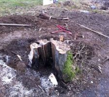 Voici la souche du charme en cours de dessouchage &agrave; la tron&ccedil;onneuse et &agrave; la force des bras !!