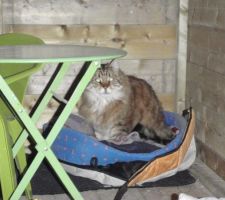 Le chat aussi s'y sent bien !
