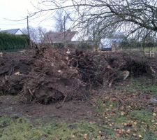 Voici les quelques souches arrach&eacute;es au terrain.