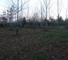 Première photo du terrain !