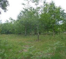 Le terrain au printemps : bel emplacement pour une MOB, non ?