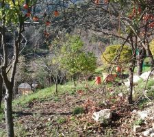 Le terrain apr&egrave;s un petit coup de debroussaillage