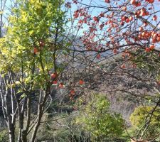 Un mix kakis agrumes