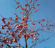 Le kakis ... bien murs !!! comme les potos