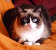 Cerise