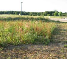 Voici notre terrain. IL commence à l'endroit où ce n'est pas tondu !!