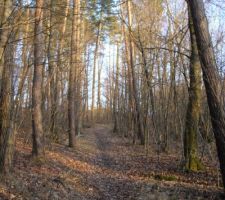 En passant par la forêt ... avec mes jolies bottes ...